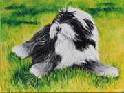 Oil-painting Tibet wool-terriers Lanny.