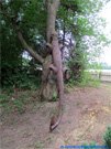 Steel sculpture lizard clambers on the tree.